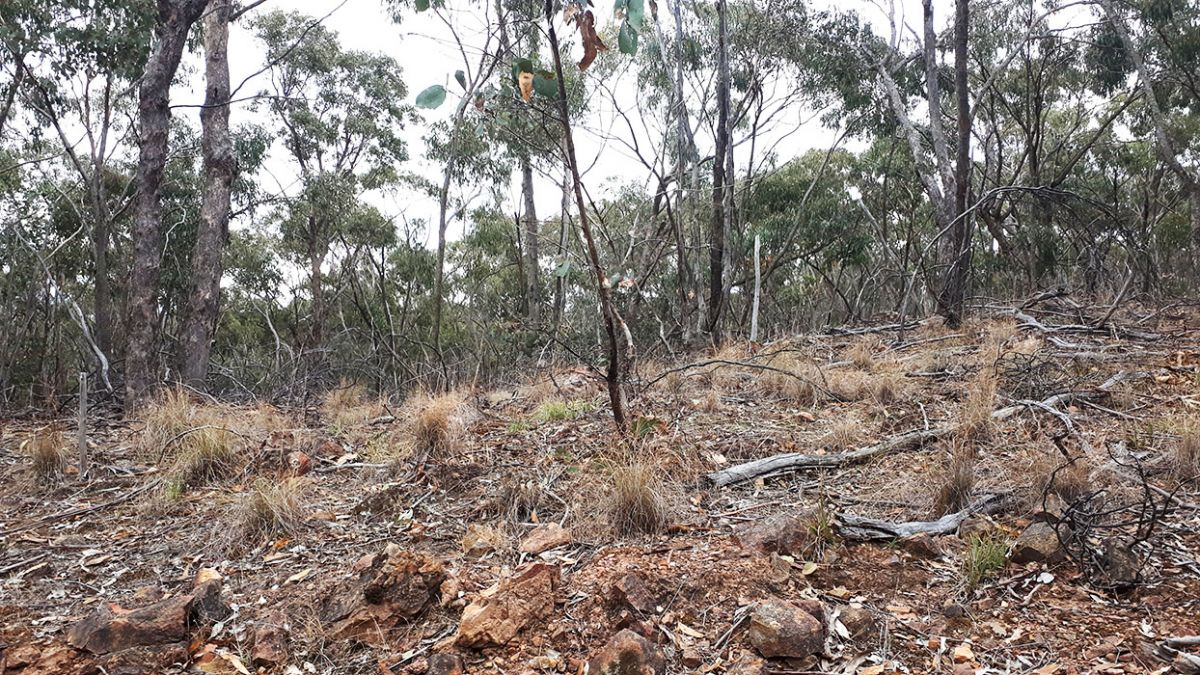 Bung Bong Nature Conservation Reserve | Goldfields Guide